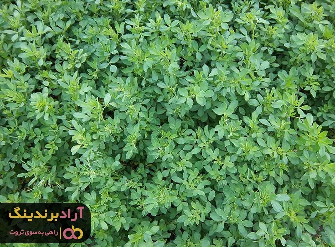 عرق یونجه برای کبد و پاکسازی آن بسیار مفید است عرق یونجه برای کبد و پاکسازی آن بسیار مفید است