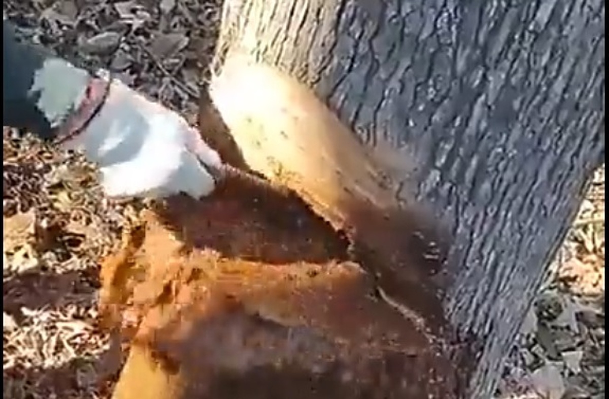 اتفاق باورنکردنی؛ خروج آب از داخل یک درخت! (فیلم)
