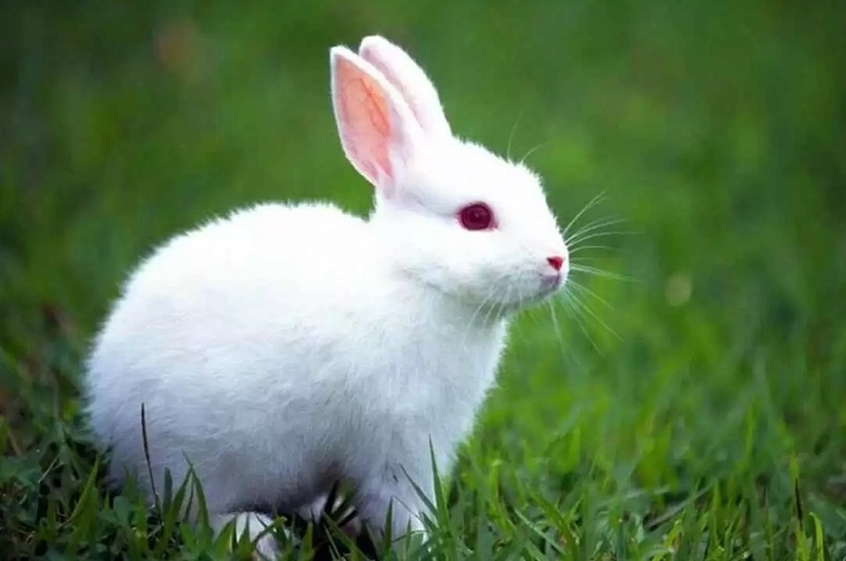 لحظه منحصربفرد و جالب شنای خرگوش (فیلم)