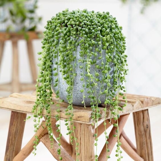 طرز نگهداری و تکثیر گل غوره ای