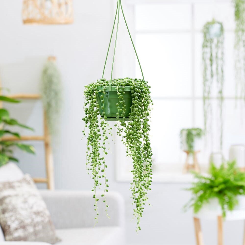 طرز نگهداری و تکثیر گل غوره ای