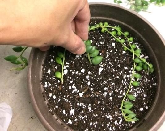 طرز نگهداری و تکثیر گل غوره ای