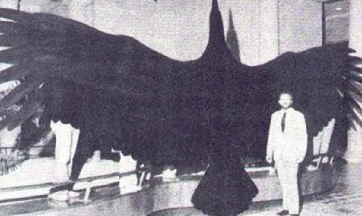 5 پرنده ماقبل تاریخ که منقرض شده‌اند (+عکس)