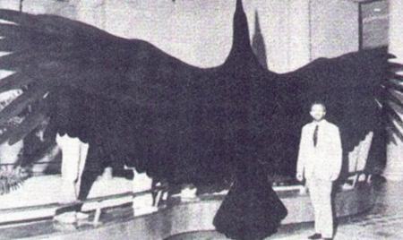 5 پرنده ماقبل تاریخ که منقرض شدهاند 5 پرنده ماقبل تاریخ که منقرض شدهاند