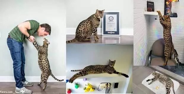 بلند قدترین گربه خانگی جهان