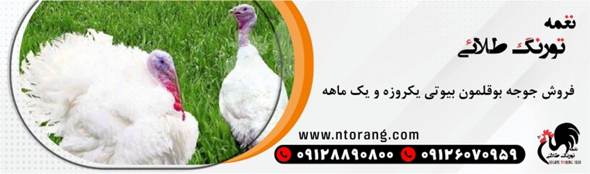 انواع بوقلمون و نگهداری جوجه بوقلمون با تورنگ طلایی