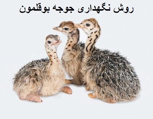 انواع بوقلمون و نگهداری جوجه بوقلمون با تورنگ طلایی