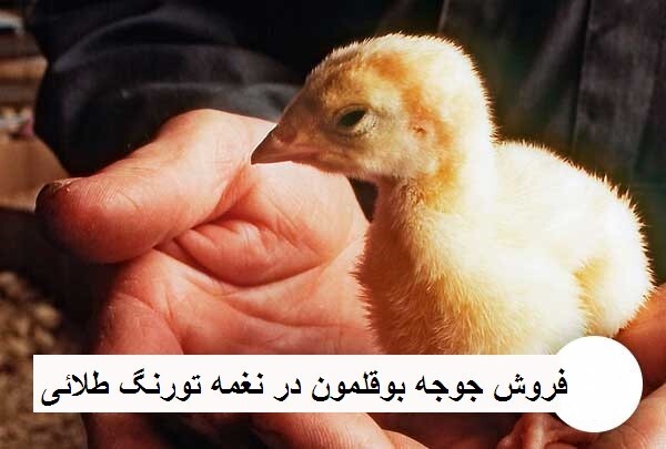 انواع بوقلمون و نگهداری جوجه بوقلمون با تورنگ طلایی