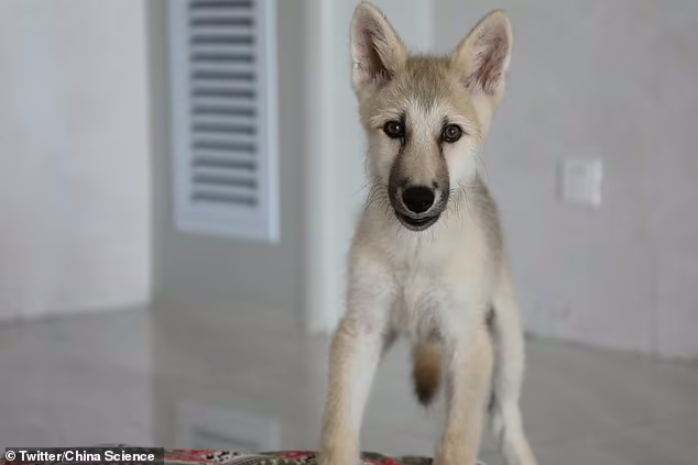 اولین گرگ قطبی شبیه سازی شده در چین متولد شد اولین گرگ قطبی شبیه سازی شده در چین متولد شد