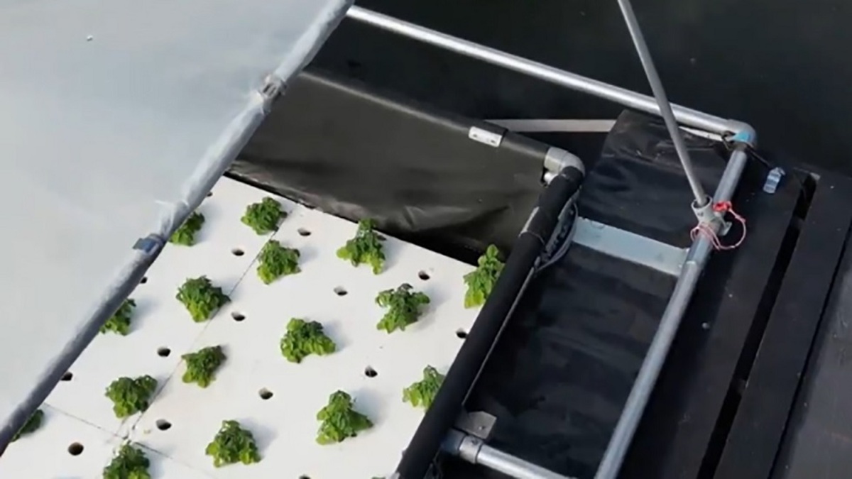 ببینید| کشت گیاه روی آب در هلند