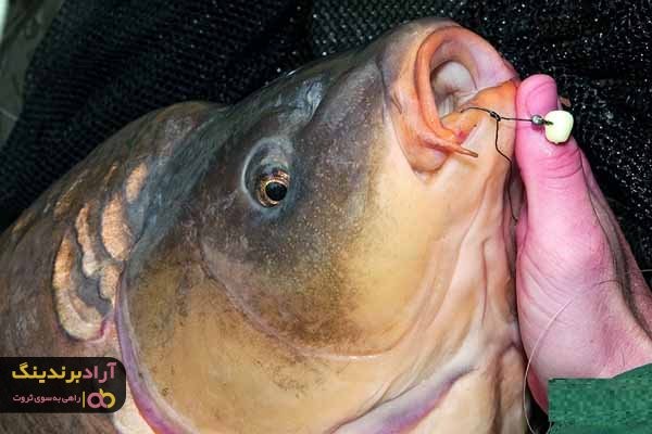 قیمت طعمه ماهی با توجه به موارد استفاده آن متغیر است