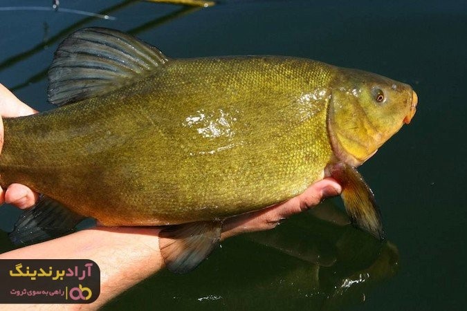 ماهی قزل آلا طلایی را از کجا می توان خریداری کرد؟ ماهی قزل آلا طلایی را از کجا می توان خریداری کرد؟