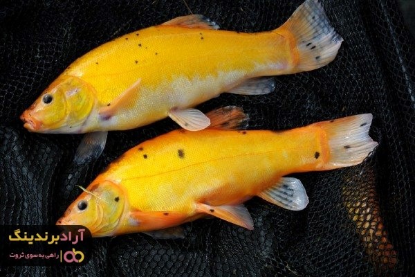 ماهی قزل آلا طلایی را از کجا می توان خریداری کرد؟ ماهی قزل آلا طلایی را از کجا می توان خریداری کرد؟