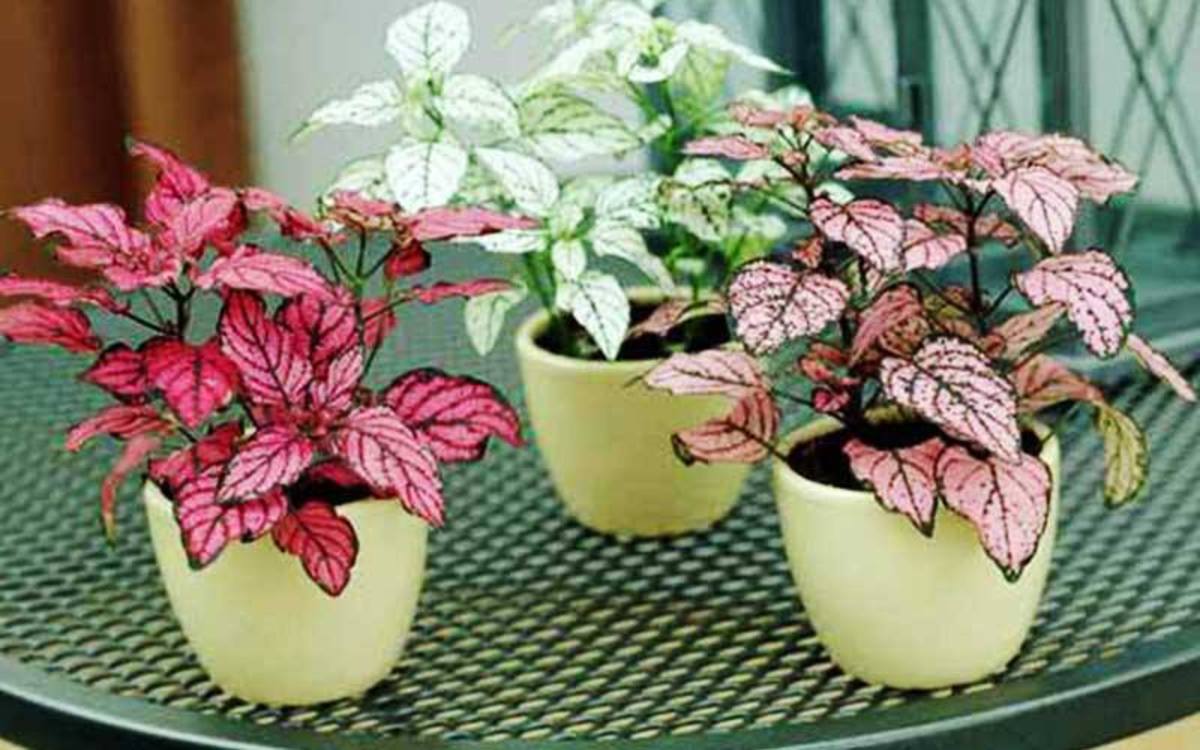 آموزش نگهداری گل سنگ (فیلم)