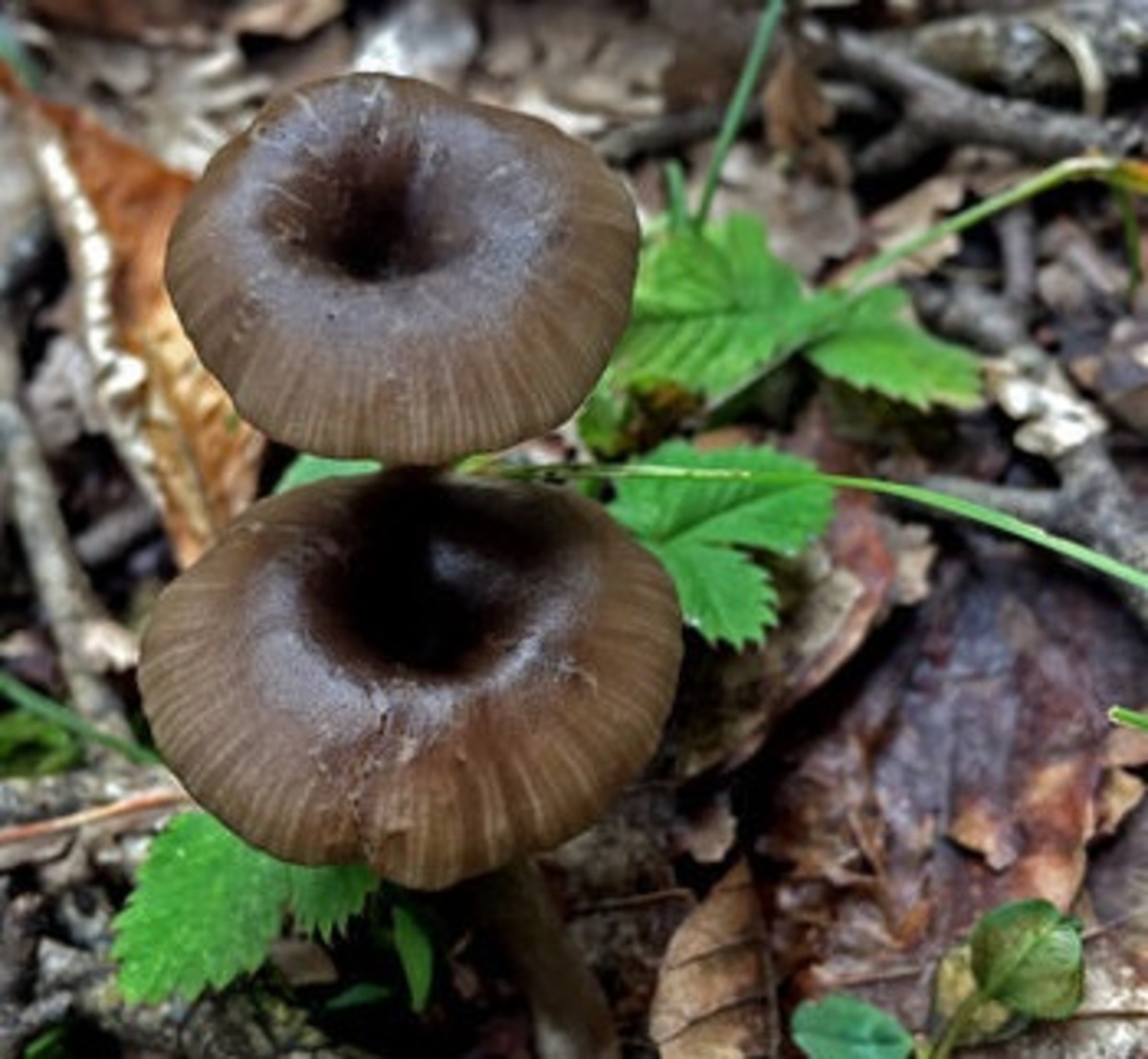 دانشگاه علوم پزشکی اردبیل: مردم از مصرف قارچ‌های فله‌ای خودداری کنند