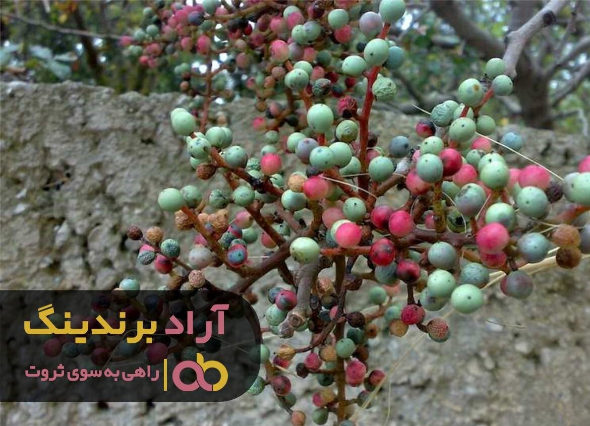 عسل چهل گیاه اورازان جایگزین بوتاکس شد