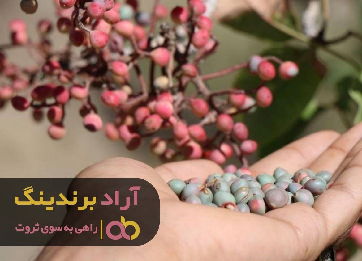 قیمت پسته کوهی صادراتی گران شد قیمت پسته کوهی صادراتی گران شد