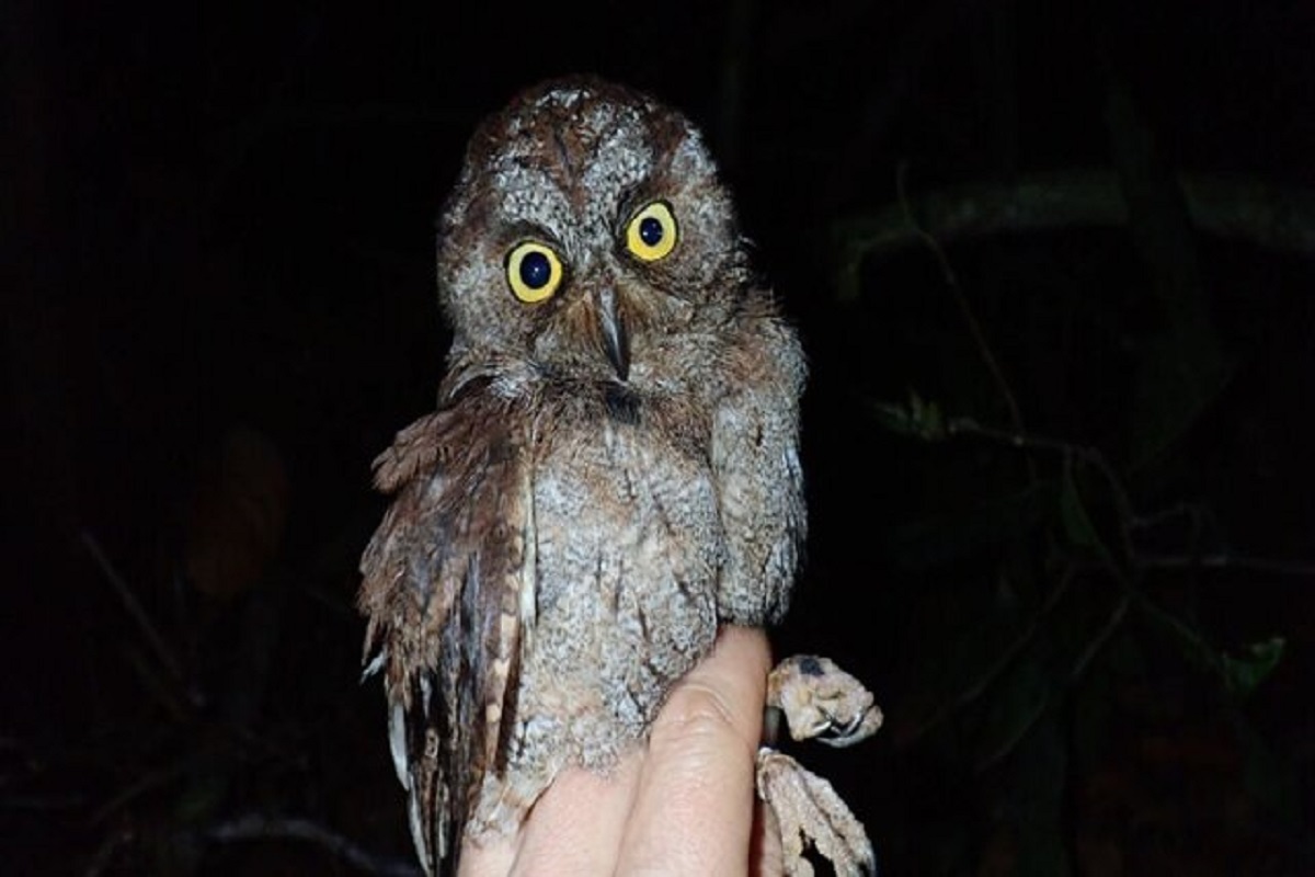 کشف گونه جدیدی از جغد در آفریقا