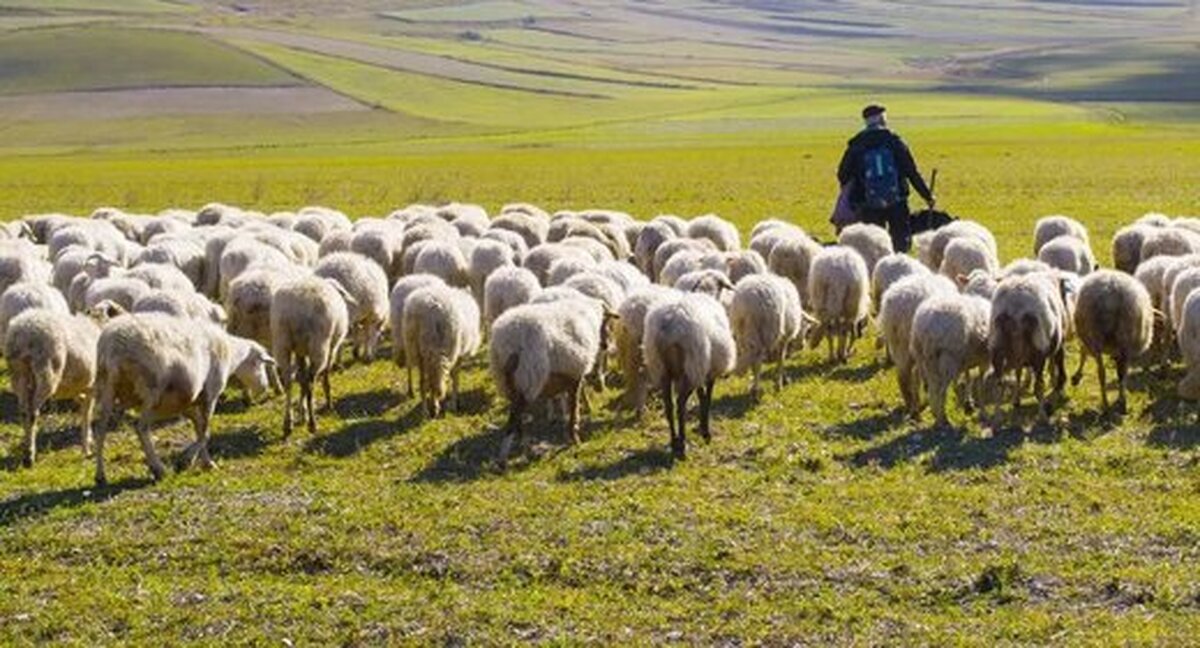 ببینید | ابتکار چوپان چینی برای عبور گوسفندهایش از خیابان