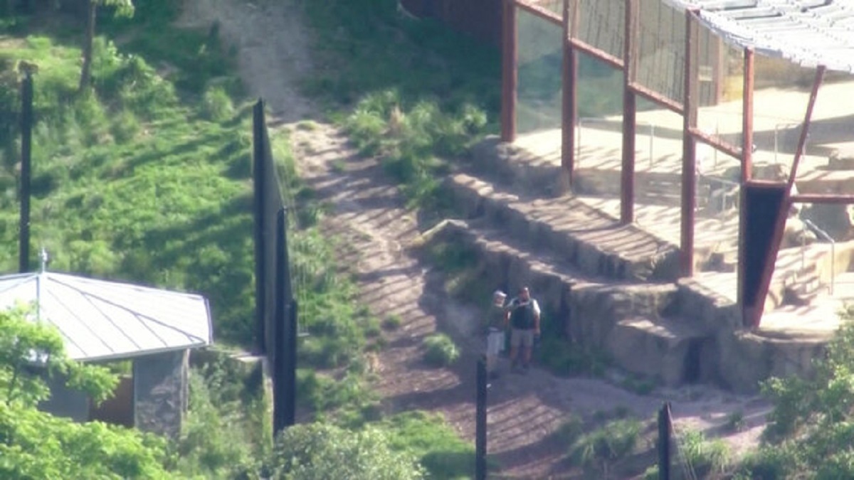 فرار ۵ قلاده شیر از باغ وحشی در سیدنی استرالیا