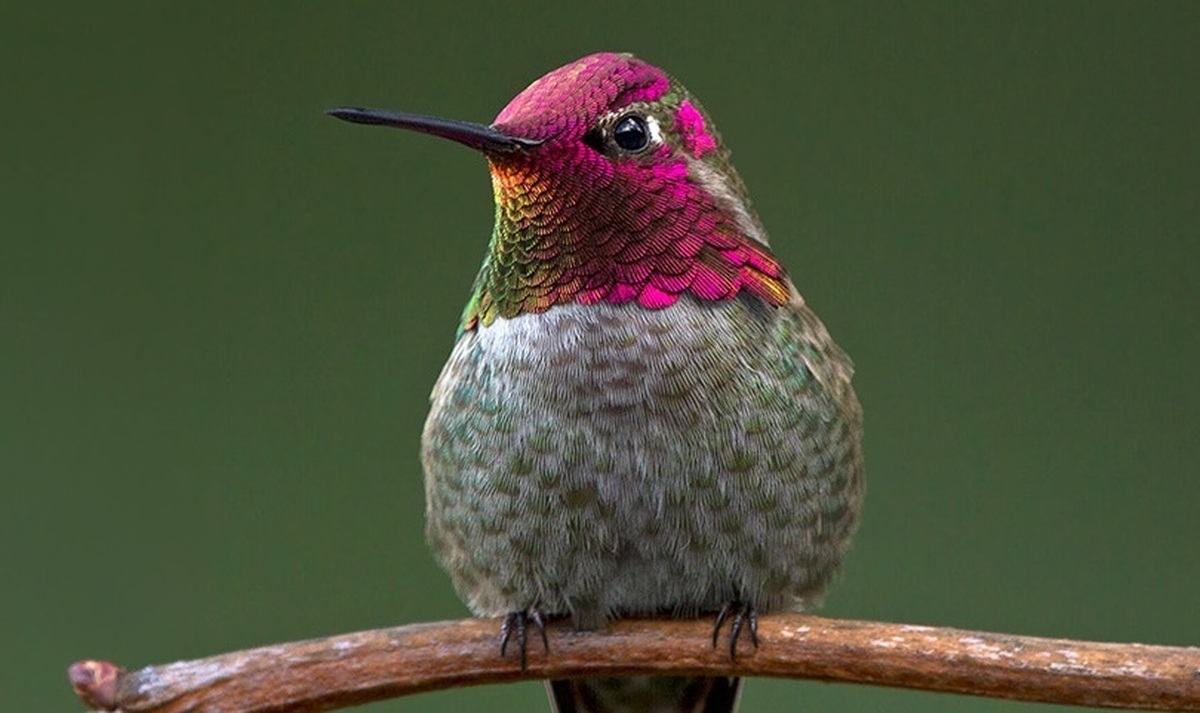 خروپف جالب مرغ مگس خوار! (فیلم)