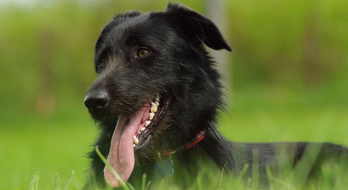 حمله سگ مادر به یک پلنگ برای نجات فرزندش (فیلم)