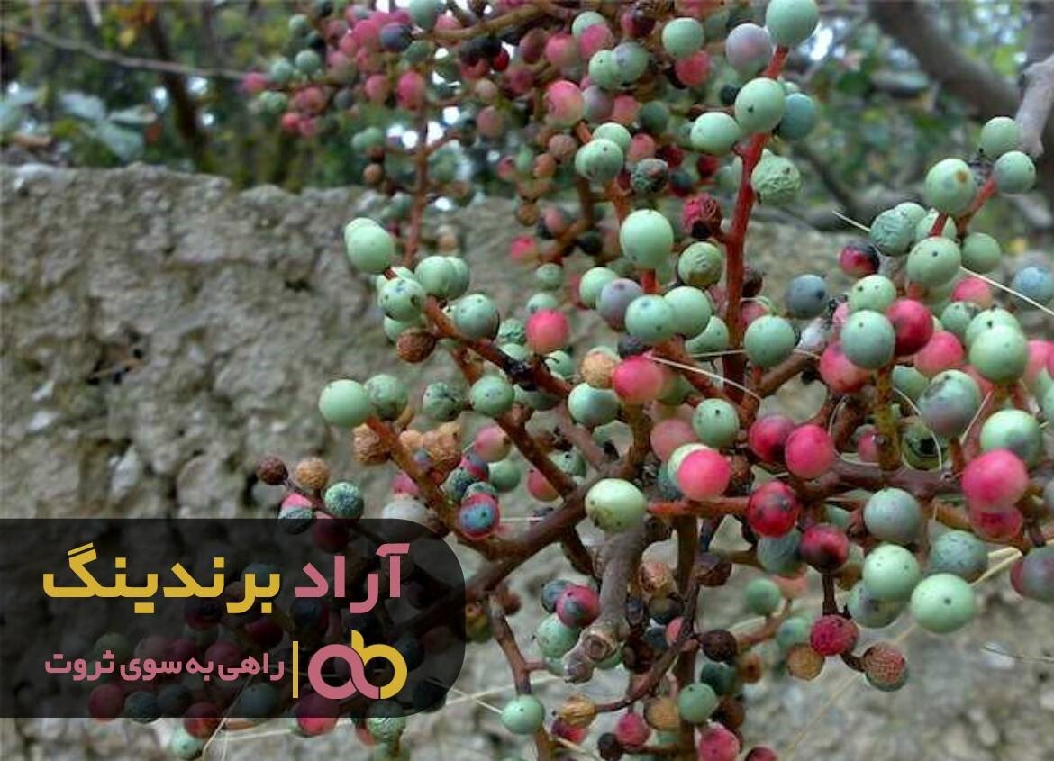 با پسته گردو و میوه خشک بیکاری را دور بزنید