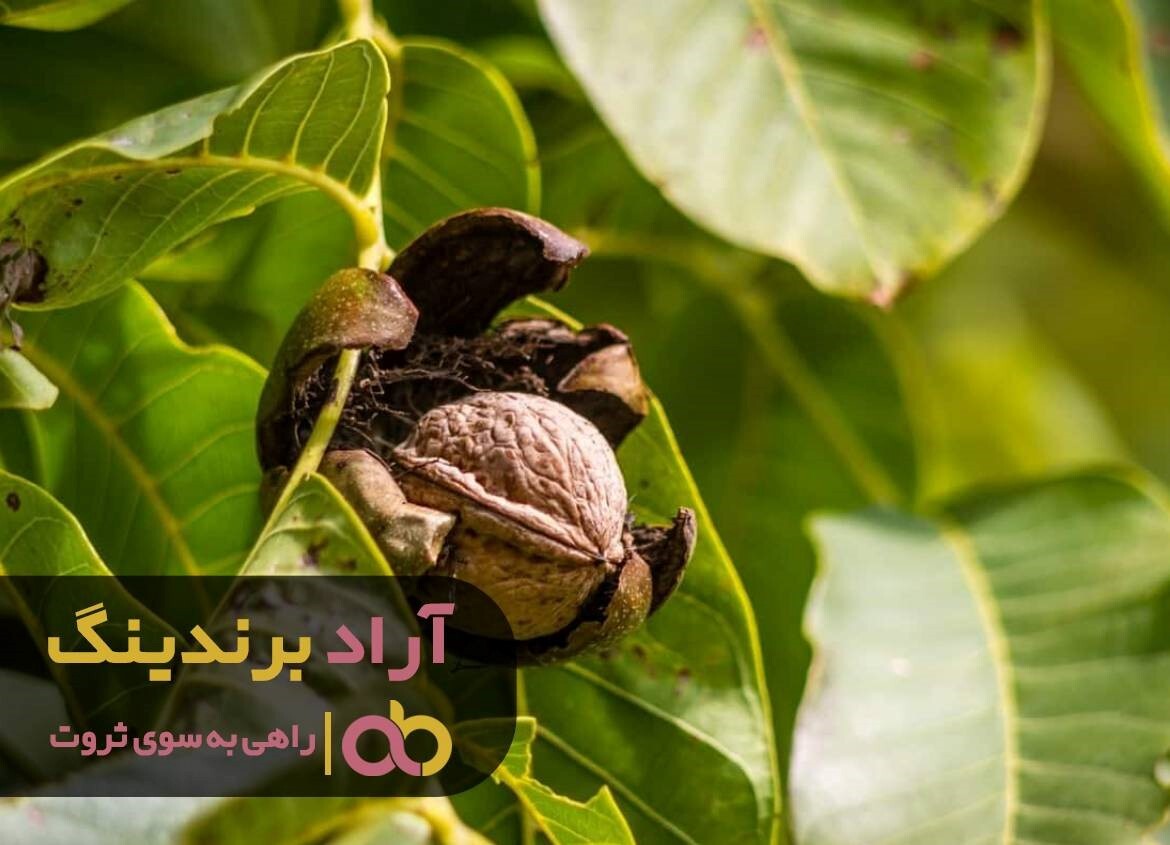 با پسته گردو و میوه خشک بیکاری را دور بزنید