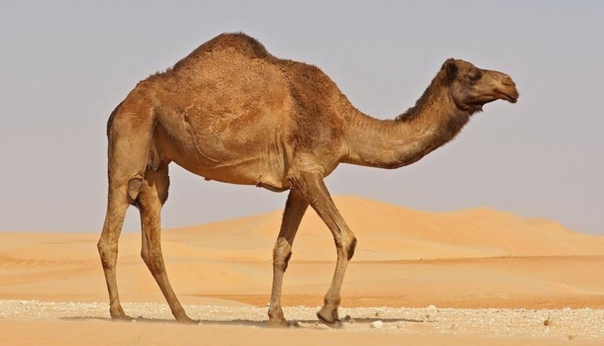 روش جالب یک شتر برای بالا رفتن از تپه شنی صحرا! (فیلم)