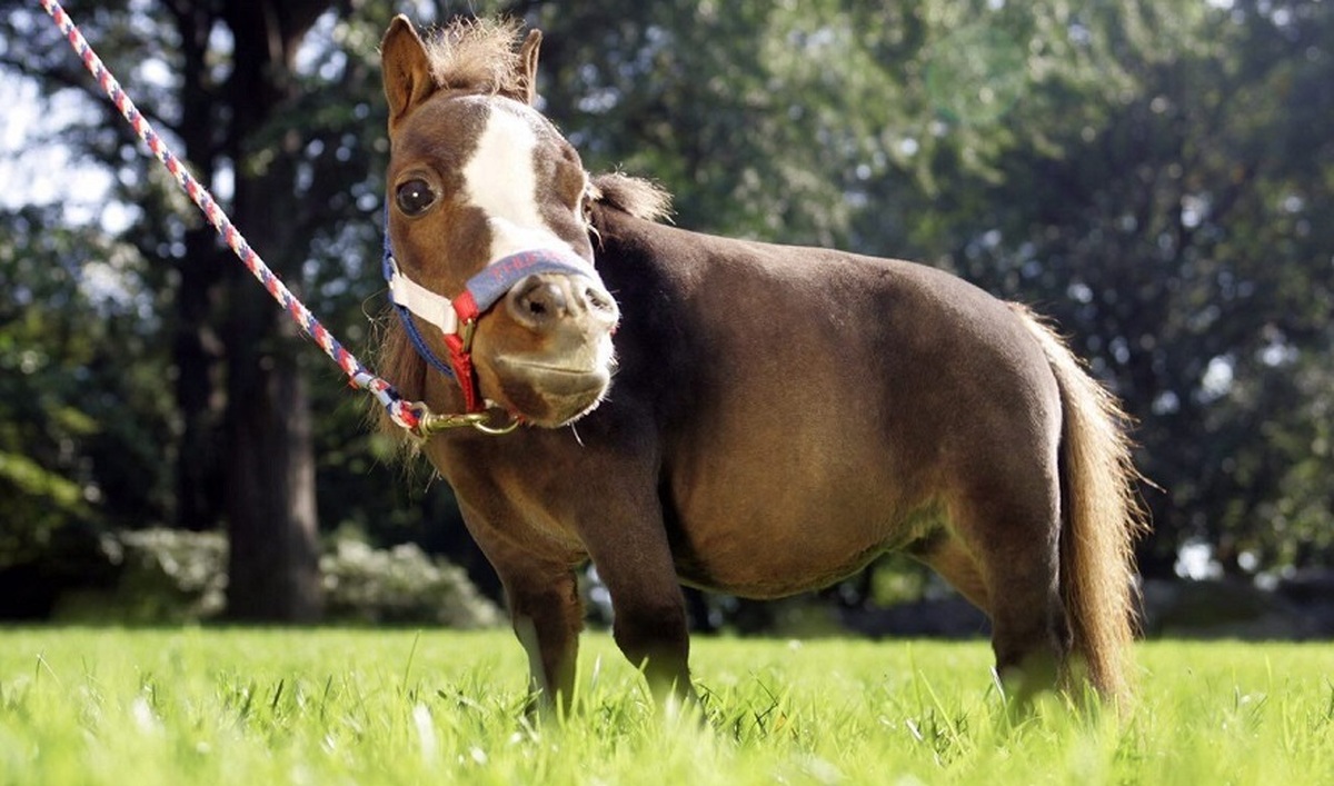 با کوچکترین اسب جهان آشنا شوید (فیلم)