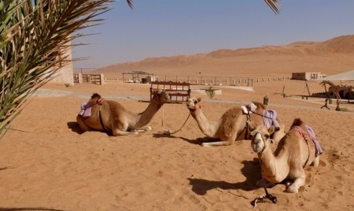 چند ضرب المثل درباره شتر