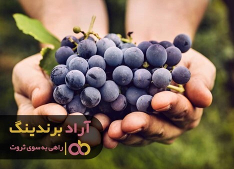 تولید حوله ابراهیمی از سر گرفته شد