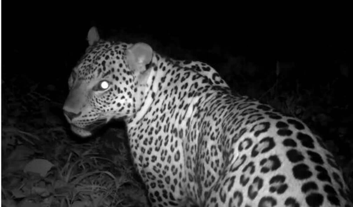 تصادف خودرو با پلنگ در جاده دماوند - فیروزکوه / آسیب وارده به حیوان سطحی بوده