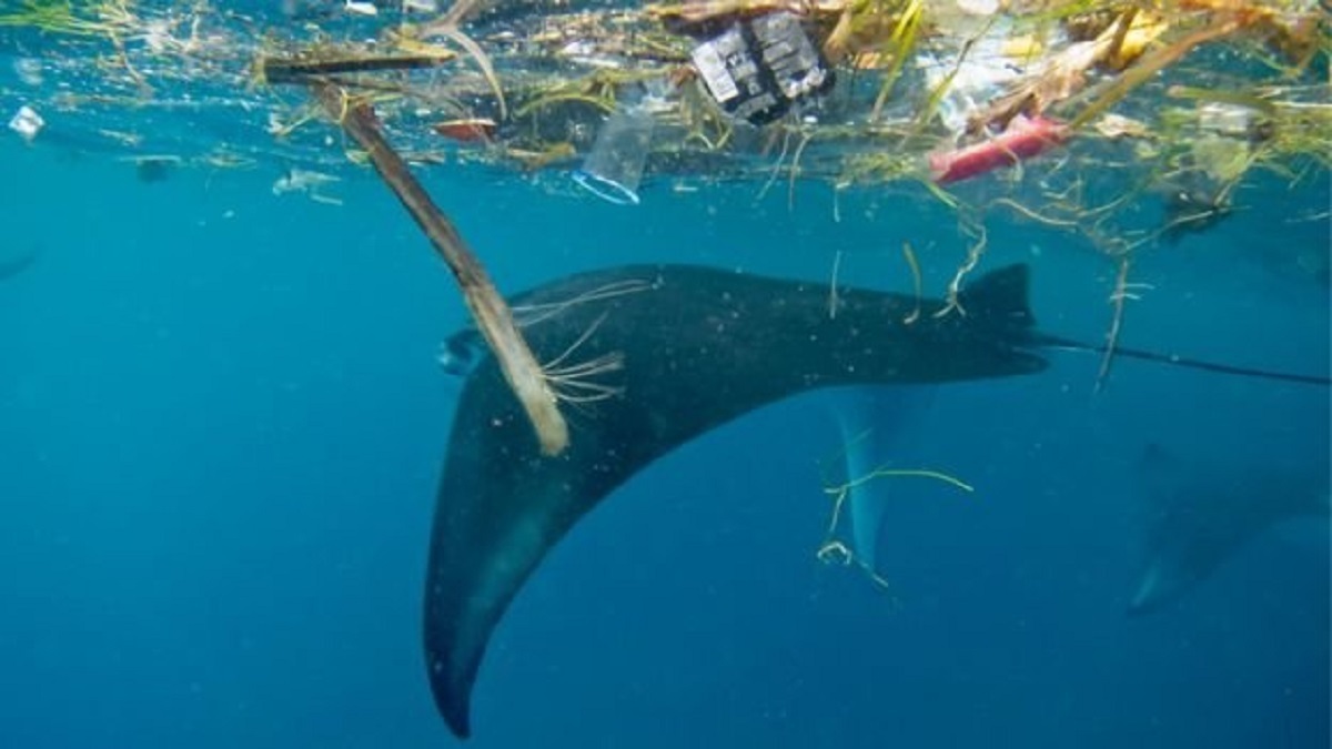 نهنگ‌ها قربانیان آلودگی پلاستیکی در اقیانوس‌ها