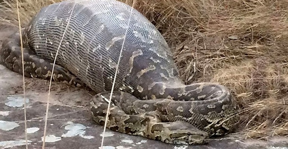 درآوردن یک تمساح از شکم مار پیتون به طول ۲متر (فیلم)