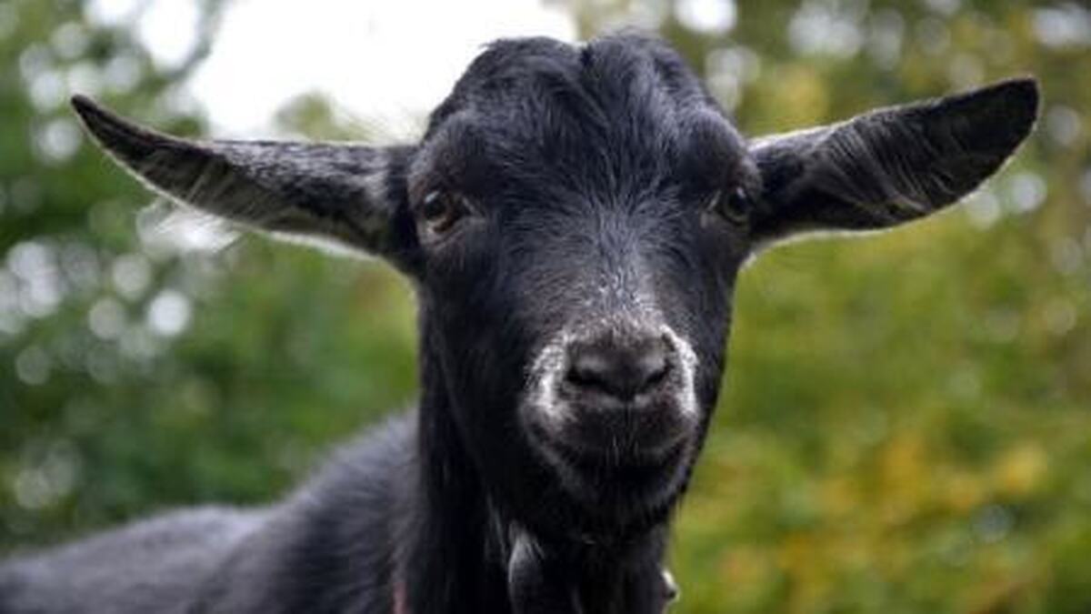 تولد یک بز با چشمان عجیب (+عکس)