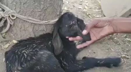 تولد یک بز با چشمان عجیب (+عکس)