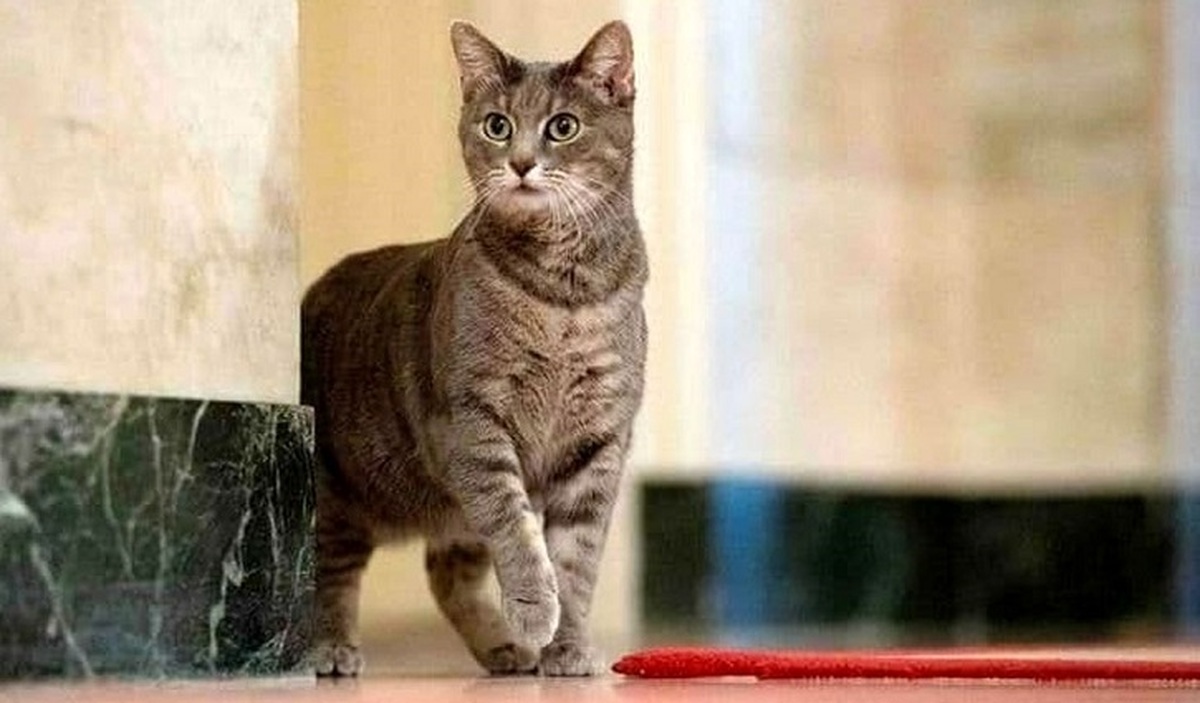 سرقت گربه از فروشگاه؛ واکنش خانم فروشنده (فیلم)