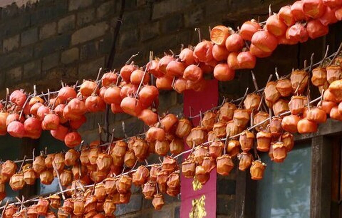 تصاویری دیدنی از روش خشک کردن خرمالو