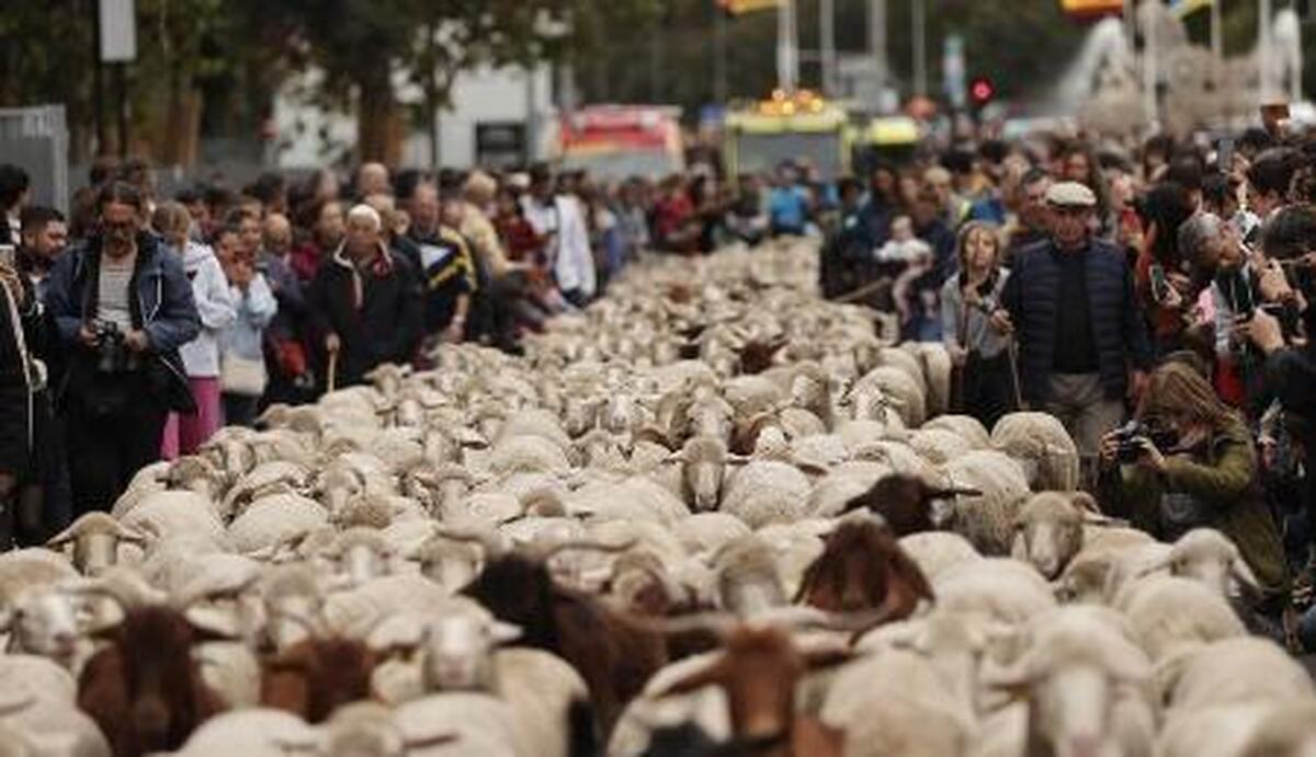 جشنواره سالانه مهاجرت دام در اسپانیا (عکس)