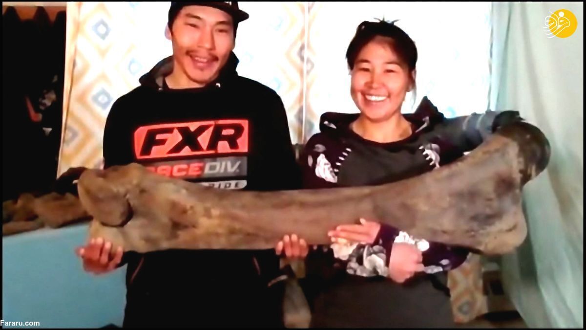 کشف یک استخوان بزرگ ماموت در آلاسکا (+عکس)