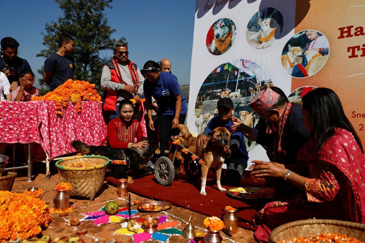 ببینید| روز سگ‌ در نپال/ قدرانی با حلقه گل و خوراکی