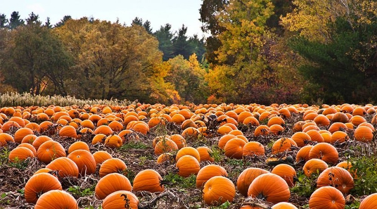 پارک کدو تنبل در ایتالیا (+عکس)