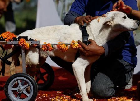 جشنواره قدردانی از سگها در نپال (+عکس) جشنواره قدردانی از سگها در نپال (+عکس)