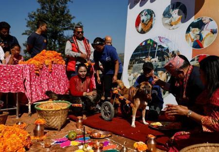 جشنواره قدردانی از سگها در نپال (+عکس) جشنواره قدردانی از سگها در نپال (+عکس)