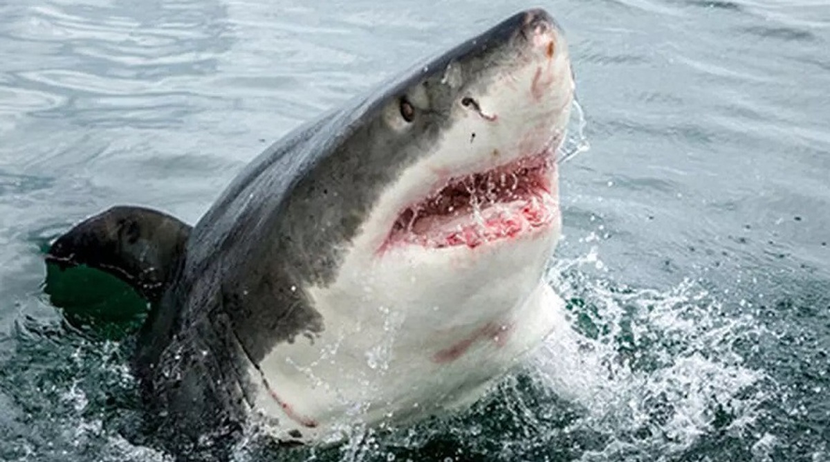 زن غواص از شیرجه زدن در دهان کوسه گریخت (+فیلم)