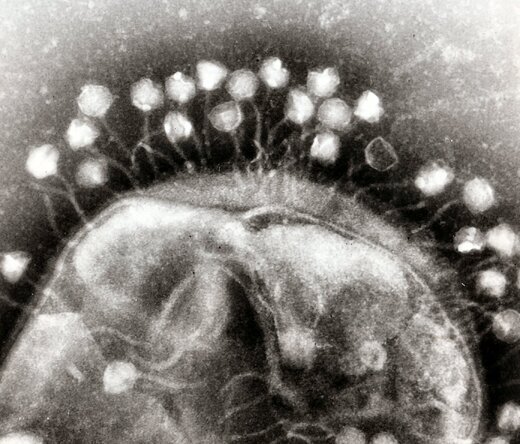 ویروس هایی که در زمان سفر می کنند / کشف موجودات ترسناک 15000 ساله عکس