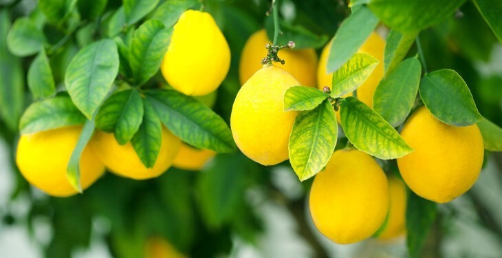 بهترین رژیم غذایی که به رشد موها کمک خواهد کرد بهترین رژیم غذایی که به رشد موها کمک خواهد کرد