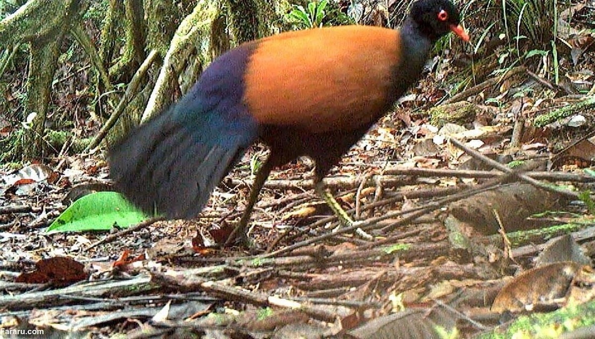 تصاویر از یک کبوتر افسانه‌ای