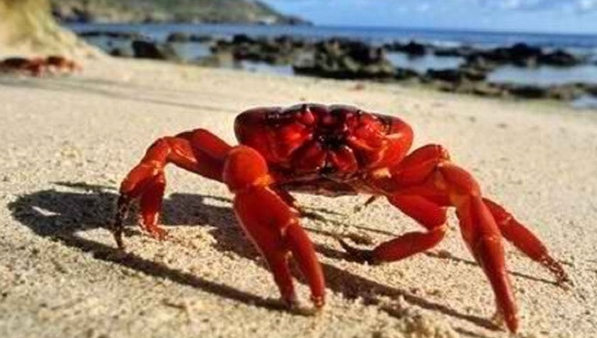 مهاجرت خرچنگ های قرمز در جزیره کریسمس استرالیا (فیلم)